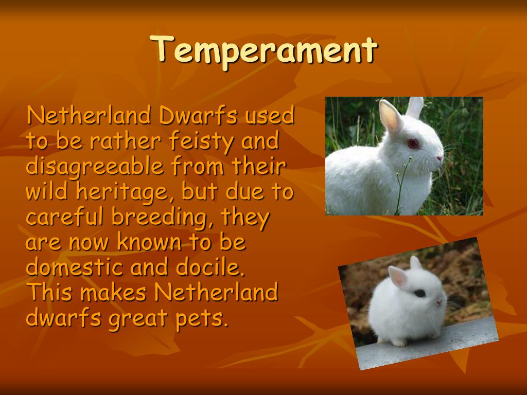 PPT Netherland Dwarf Bunnies PowerPoint Presentation, free download ID3771256