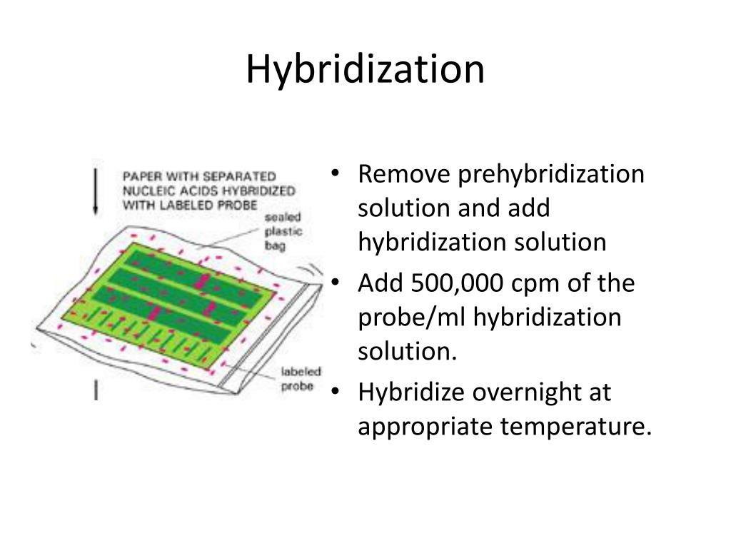 PPT Southern, Northern and Western blotting PowerPoint Presentation