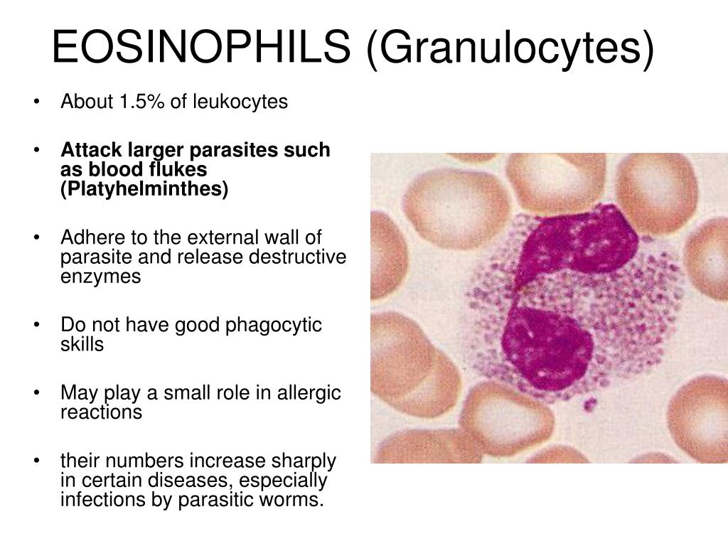 PPT BLOOD PowerPoint Presentation, free download ID3774693