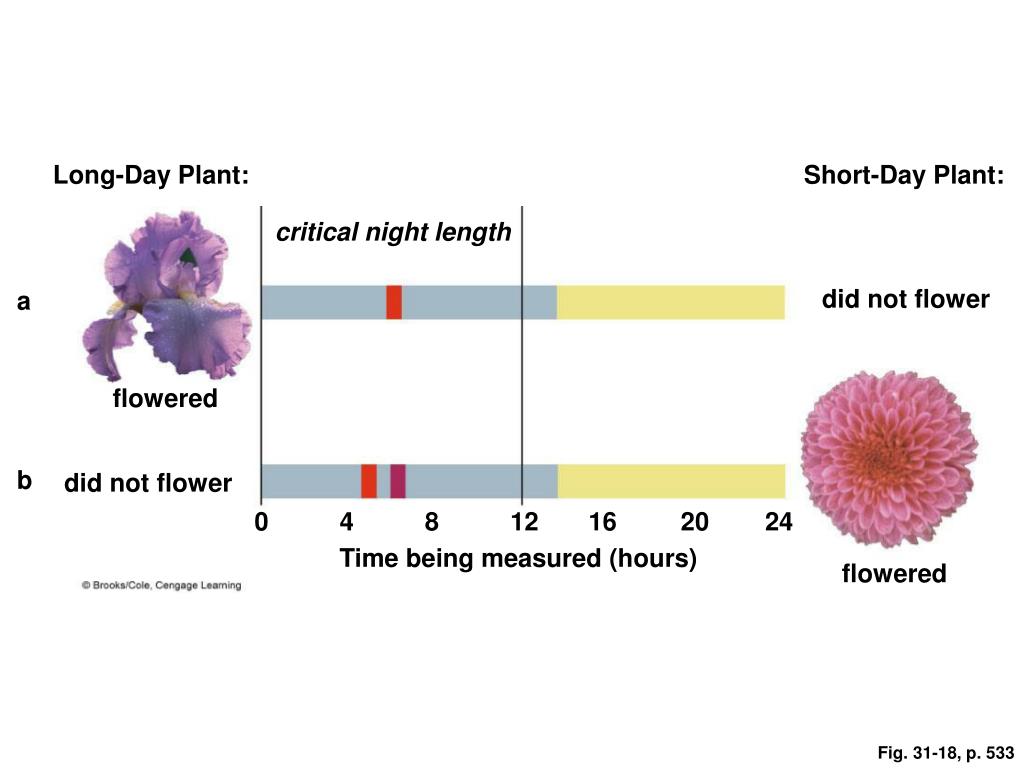 PPT Plant Development PowerPoint Presentation, free download ID3775755