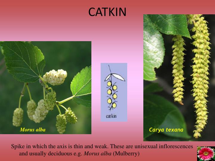 PPT FLOWER ARRANGEMENT ON FLORAL AXIS INFLORESCENCE PowerPoint Presentation ID3779368