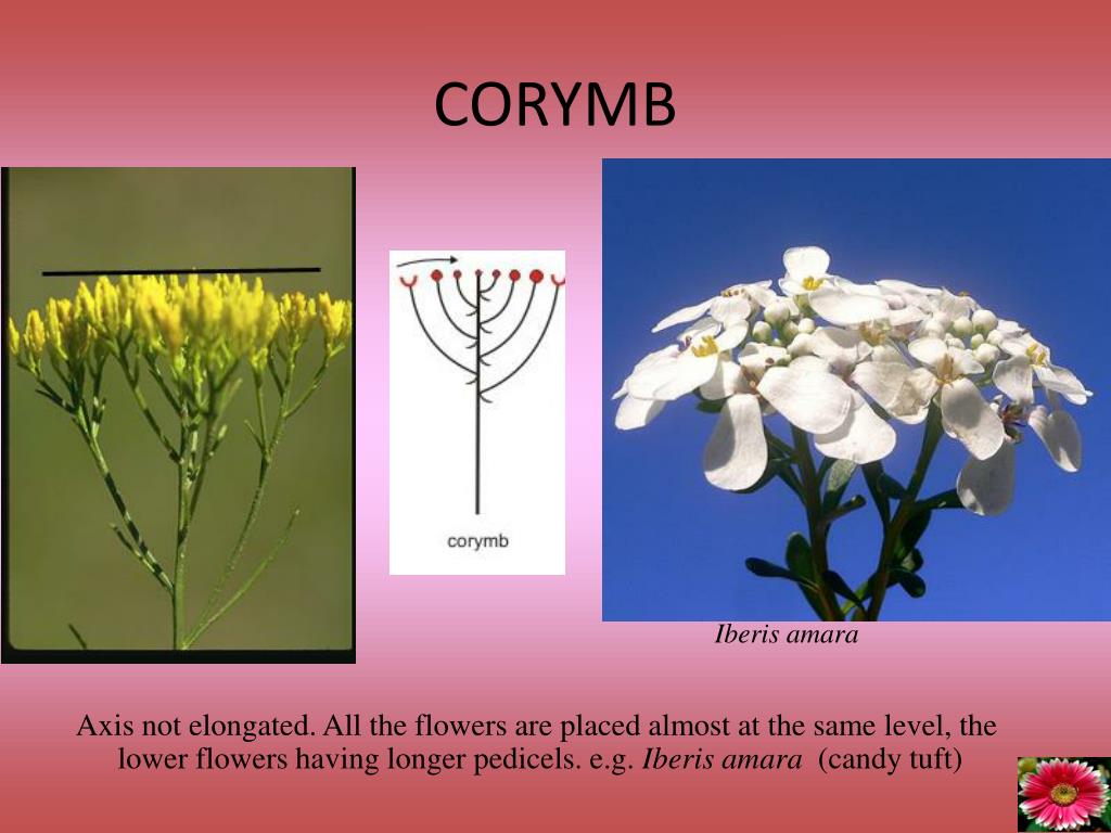 PPT FLOWER ARRANGEMENT ON FLORAL AXIS INFLORESCENCE PowerPoint Presentation ID3779368