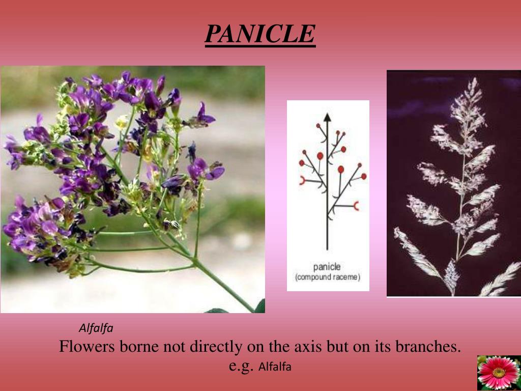 PPT FLOWER ARRANGEMENT ON FLORAL AXIS INFLORESCENCE PowerPoint Presentation ID3779368