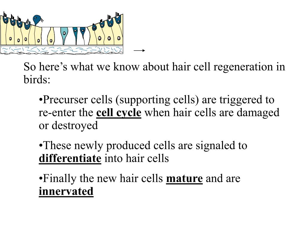 PPT Hair Cell Regeneration 15 Years Later and What do We Know