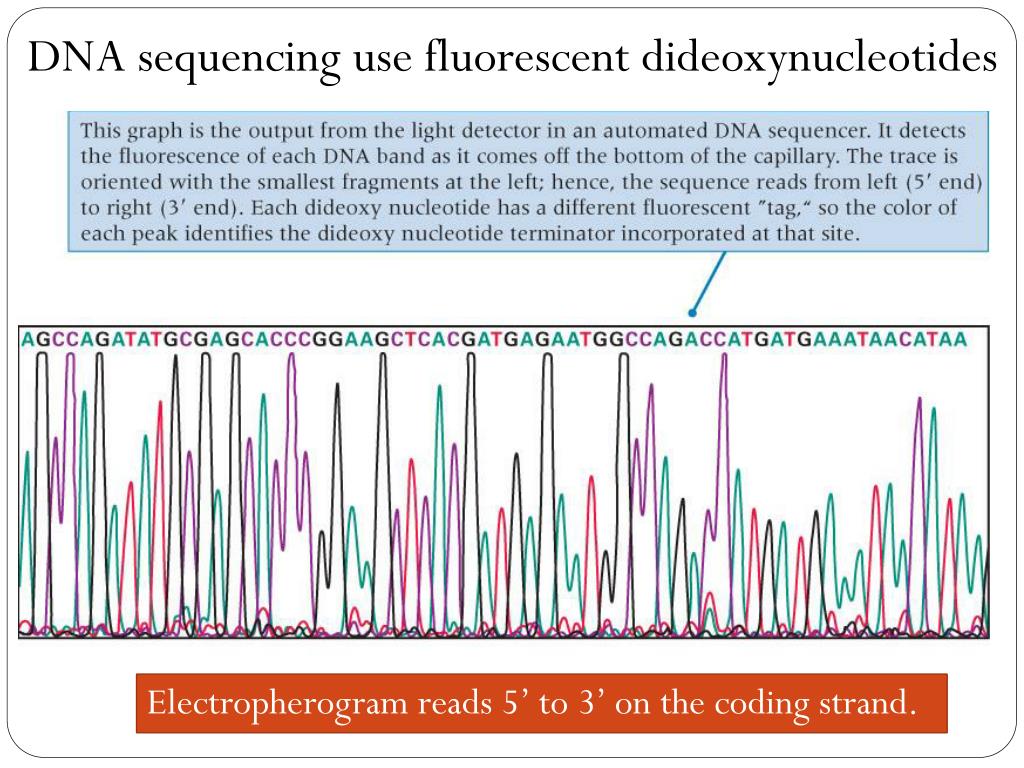 PPT DNA Duplication and Sequencing PowerPoint Presentation, free