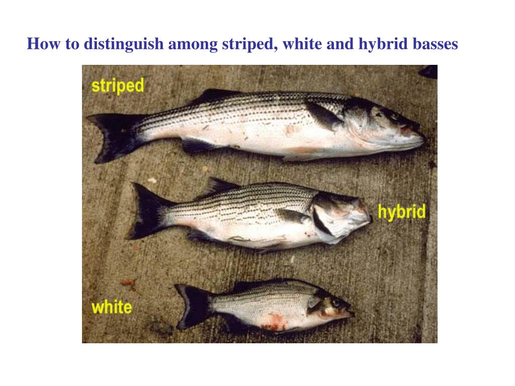 PPT Hybrid Striped Bass Spawning PowerPoint Presentation, free