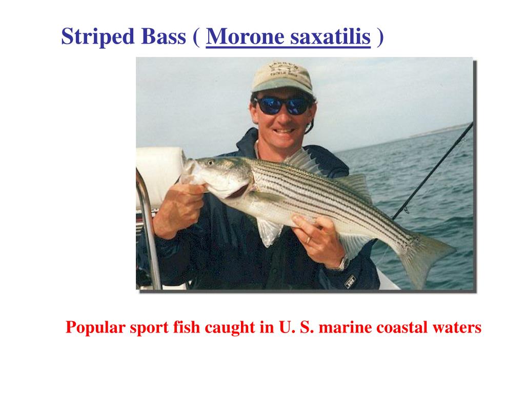 PPT Hybrid Striped Bass Spawning PowerPoint Presentation, free