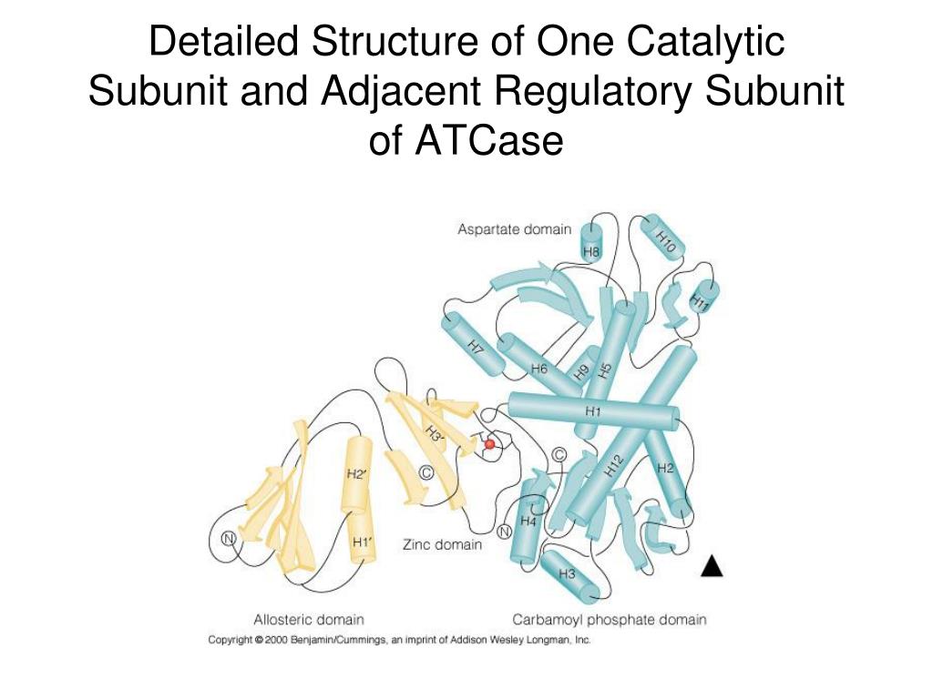 PPT Enzyme Mechanisms PowerPoint Presentation, free download ID3783127