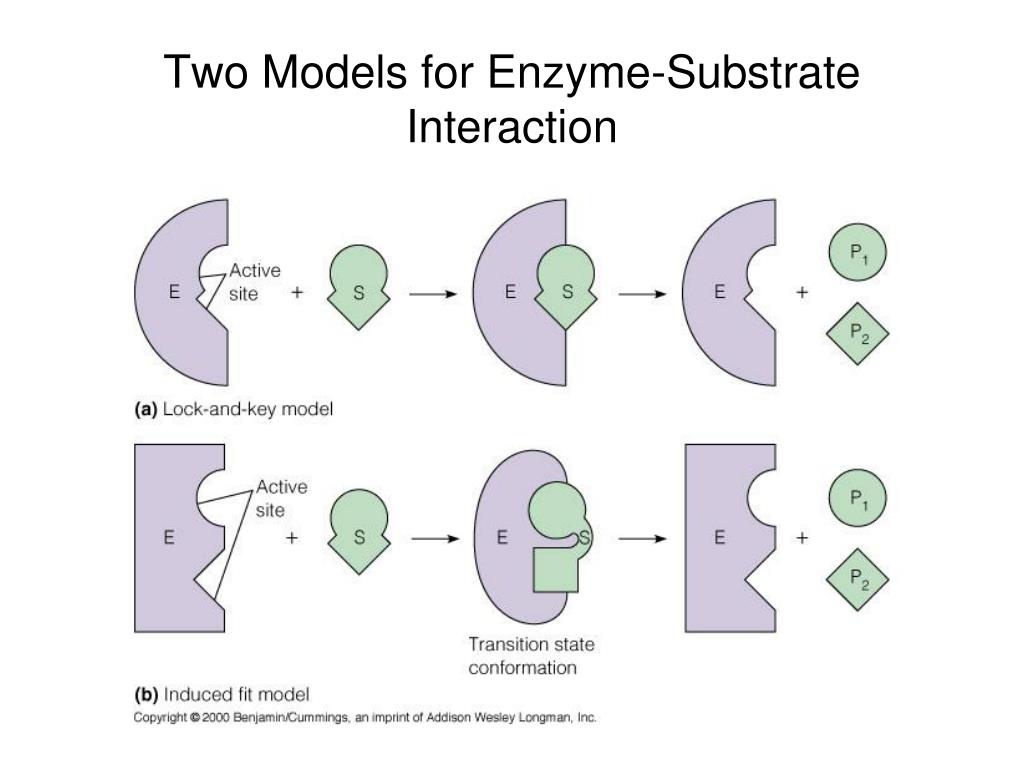 PPT Enzyme Mechanisms PowerPoint Presentation, free download ID3783127