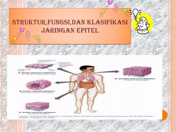 PPT Struktur,Fungsi,dan Klasifikasi jaringan epitel PowerPoint
