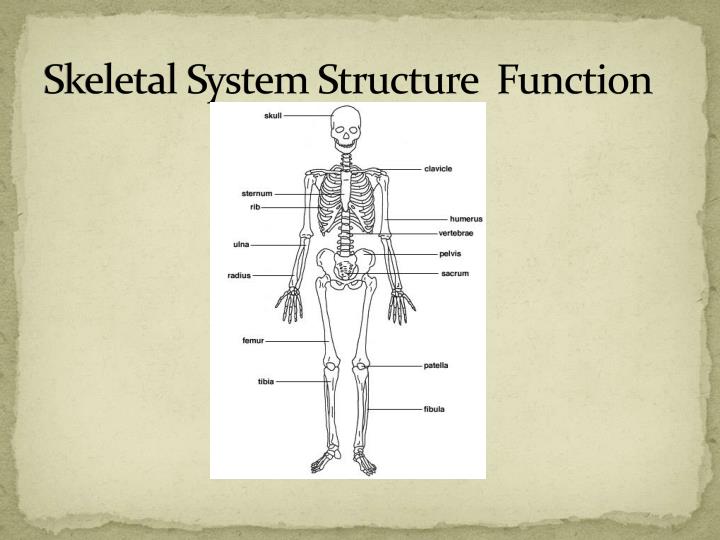 PPT MUSCLES, BONES, And Joints PowerPoint Presentation ID3790007 PPT MUSCLES, BONES, And Joints PowerPoint Presentation ID3790007