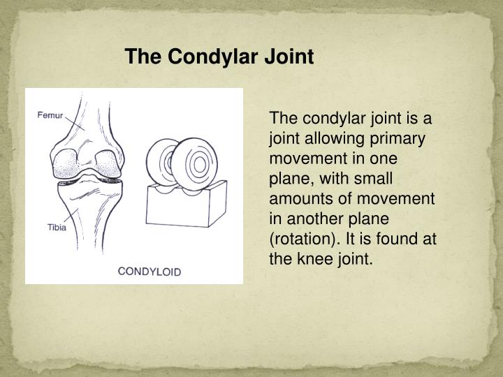 PPT MUSCLES, BONES, And Joints PowerPoint Presentation ID3790007