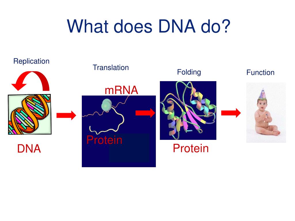 PPT Evolution of Proteins and Genomes PowerPoint Presentation, free