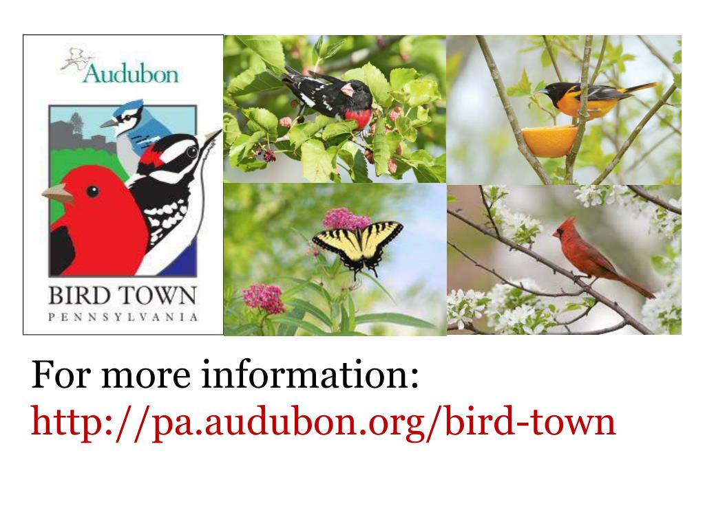 PPT The Pennsylvania Audubon Society’s Bird Town Program PowerPoint