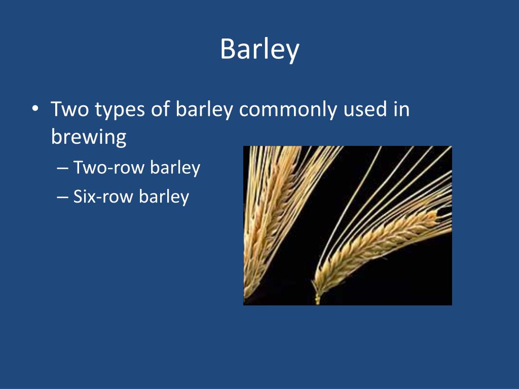 PPT Barley and the Malting Process PowerPoint Presentation, free