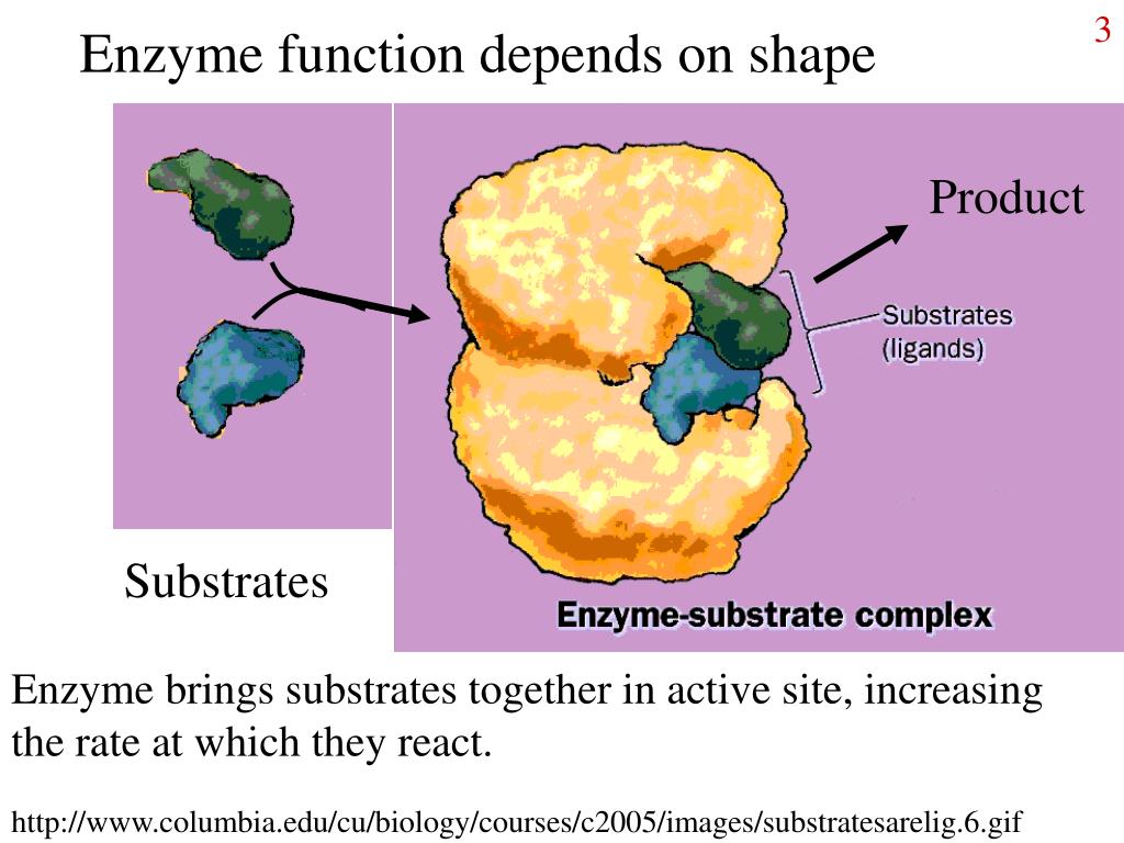 PPT Basic Enzymology PowerPoint Presentation, free download ID3799513