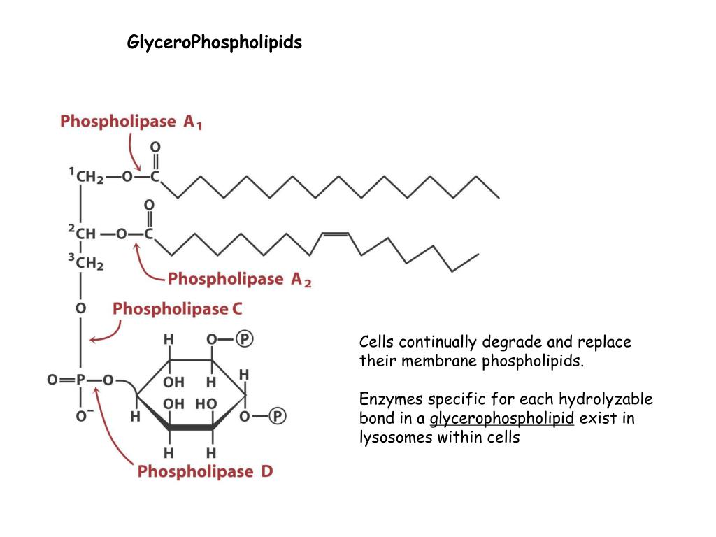 PPT Lipids and Membranes PowerPoint Presentation, free download ID