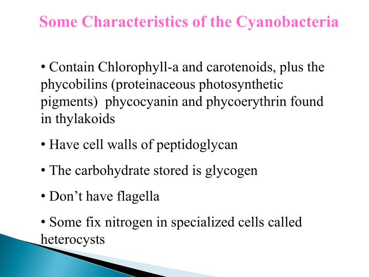 PPT CYANOBACTERIA PowerPoint Presentation ID3804593