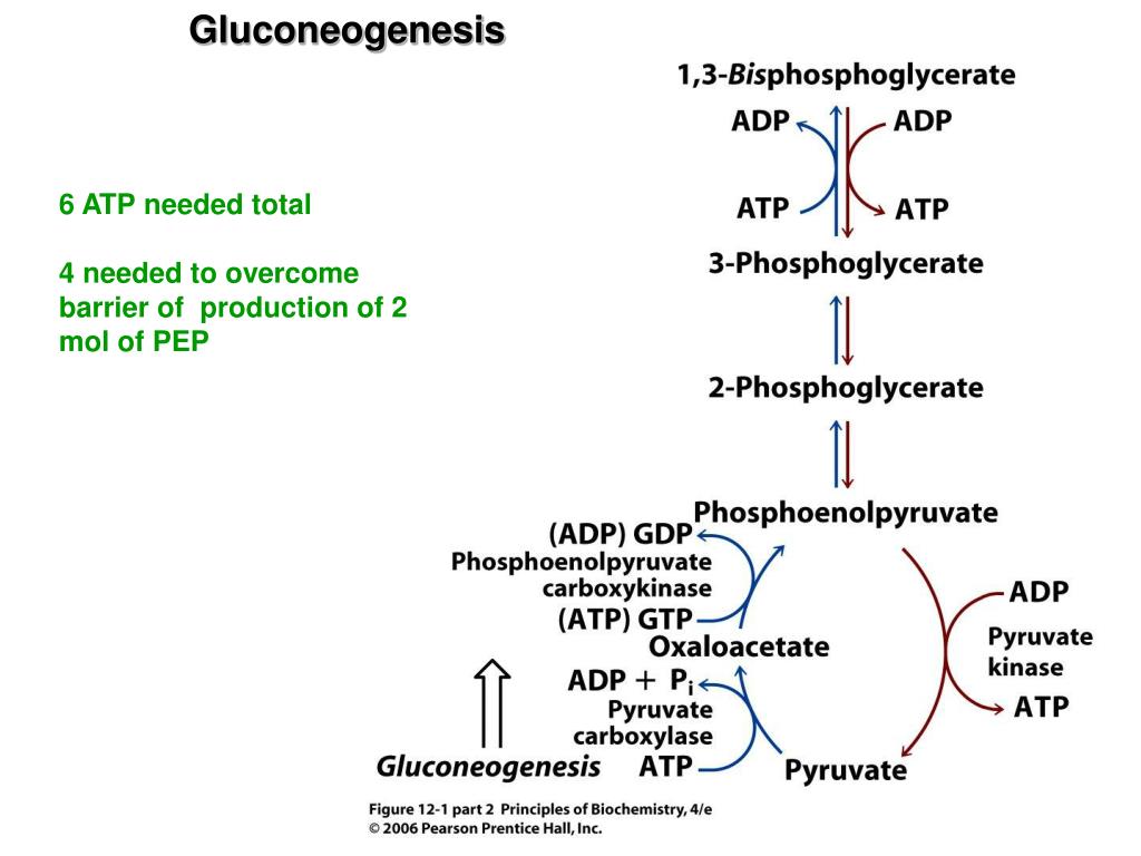 PPT Chapter 12 Gluconeogenesis, Pentose Phosphate Pathway