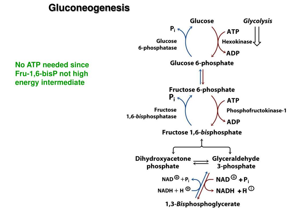 PPT Chapter 12 Gluconeogenesis, Pentose Phosphate Pathway