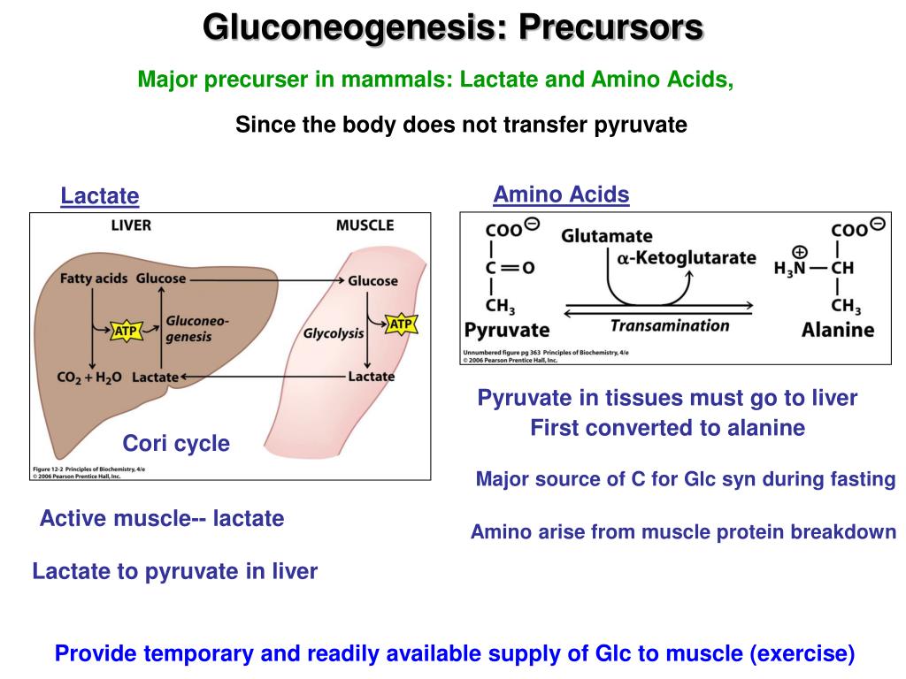 PPT Chapter 12 Gluconeogenesis, Pentose Phosphate Pathway