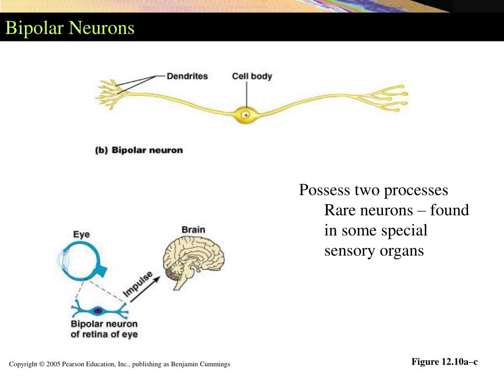 PPT Fundamentals of the Nervous System and Nervous