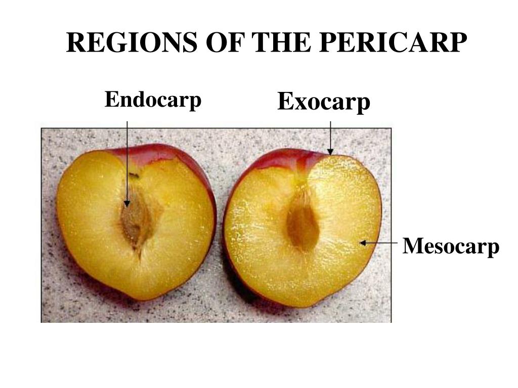 PPT FRUIT PowerPoint Presentation, free download ID3812061