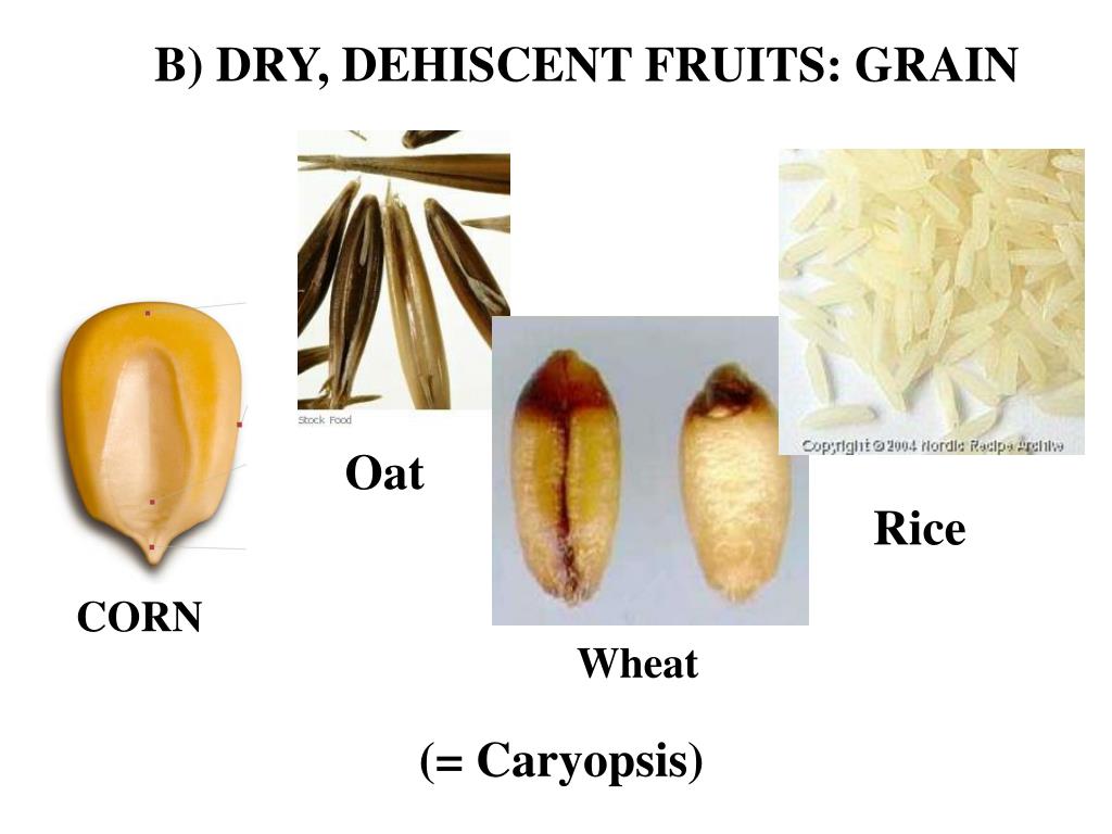 PPT FRUIT PowerPoint Presentation, free download ID3812061