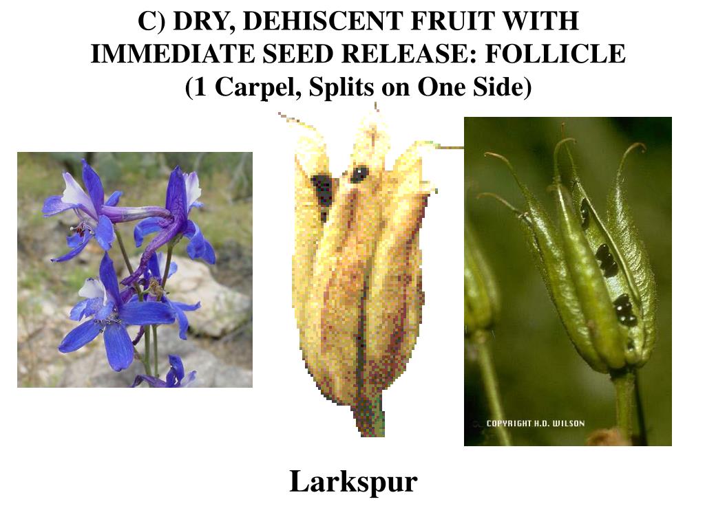 PPT FRUIT PowerPoint Presentation, free download ID3812061