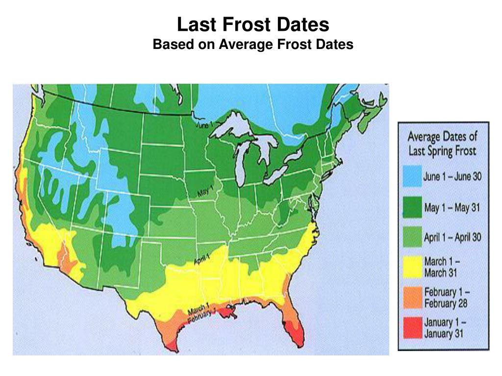 PPT Chap 19. Horticultural Geography PowerPoint Presentation, free