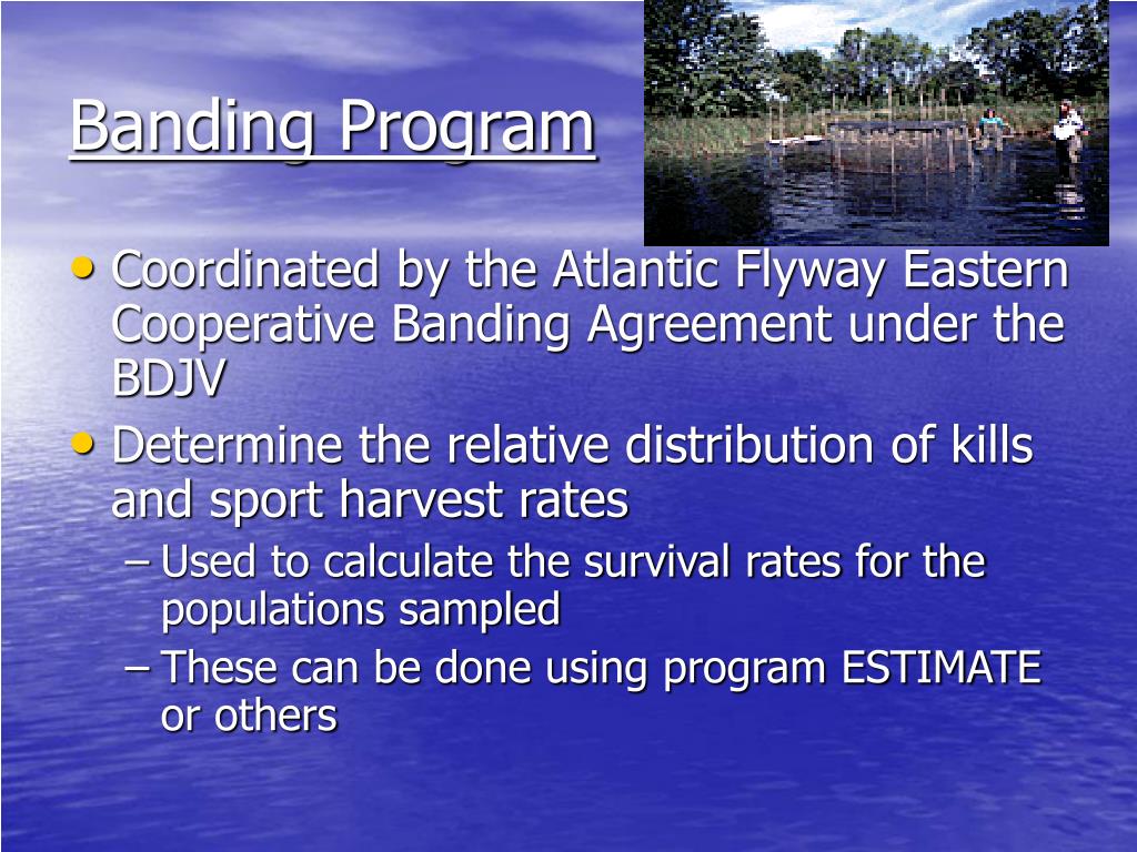 PPT Conservation of the American Black Duck PowerPoint Presentation