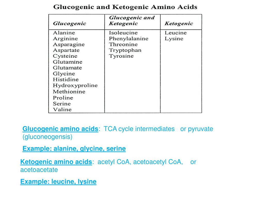 PPT Amino acid metabolism PowerPoint Presentation, free download ID