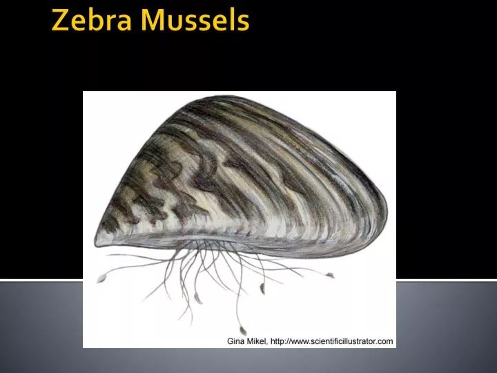 PPT Zebra Mussels PowerPoint Presentation ID3817741