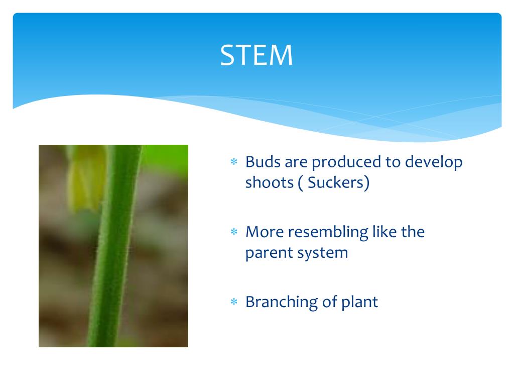 PPT Plant Scientists PowerPoint Presentation, free download ID3821535