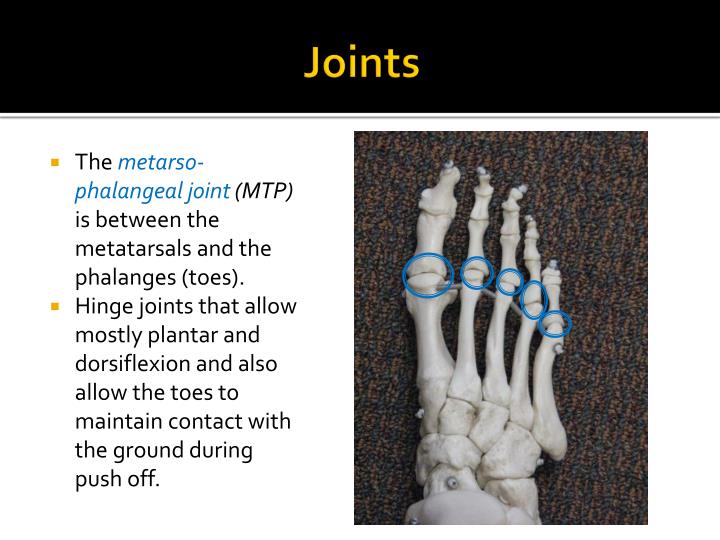 PPT Anatomy of the Foot PowerPoint Presentation ID3822359