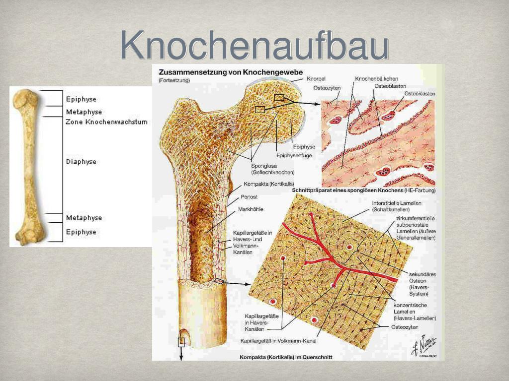 PPT Anatomie und Histologie PowerPoint Presentation
