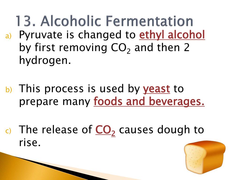 PPT Cellular Respiration and Fermentation PowerPoint