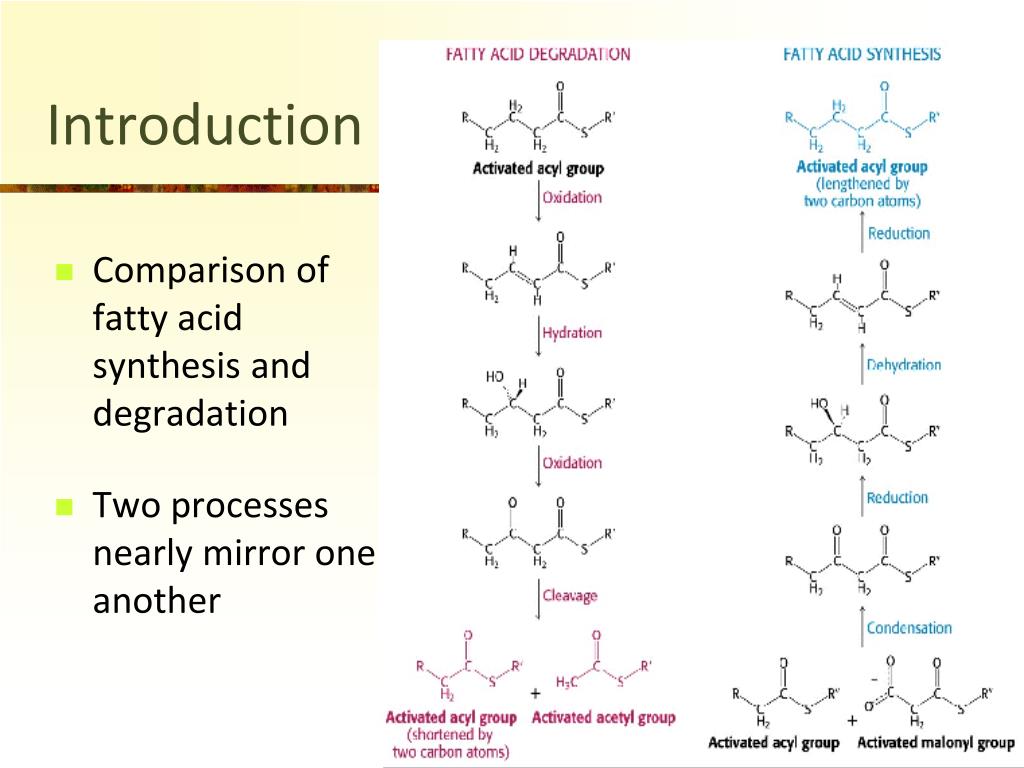 PPT Fatty Acid Synthesis PowerPoint Presentation, free download ID