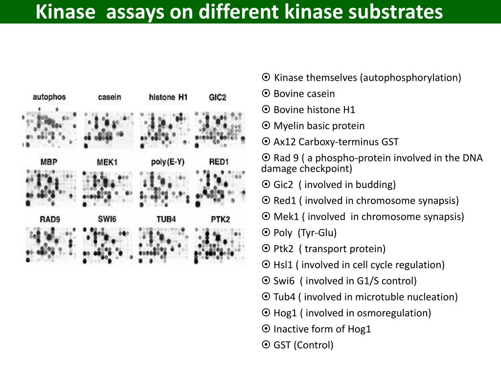 PPT Protein Microarray (Protein chip) PowerPoint Presentation, free