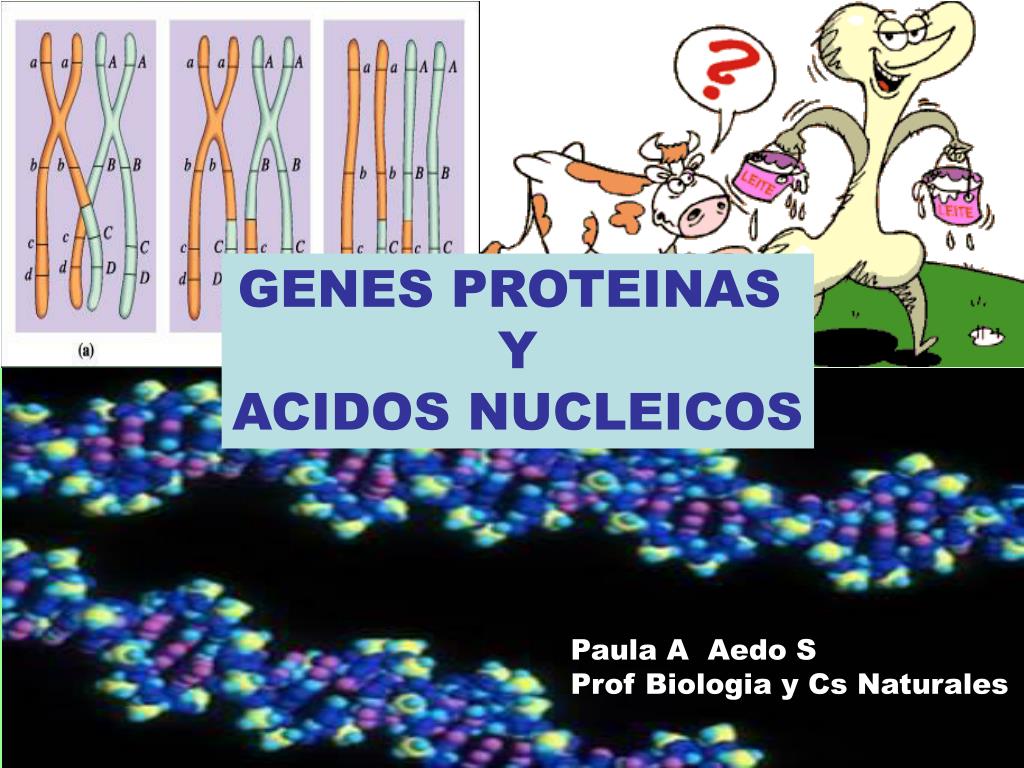 PPT GENES PROTEINAS Y ACIDOS NUCLEICOS PowerPoint