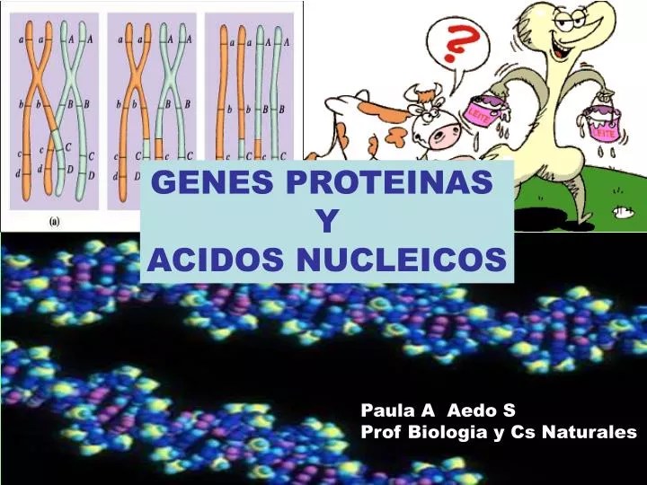 PPT GENES PROTEINAS Y ACIDOS NUCLEICOS PowerPoint