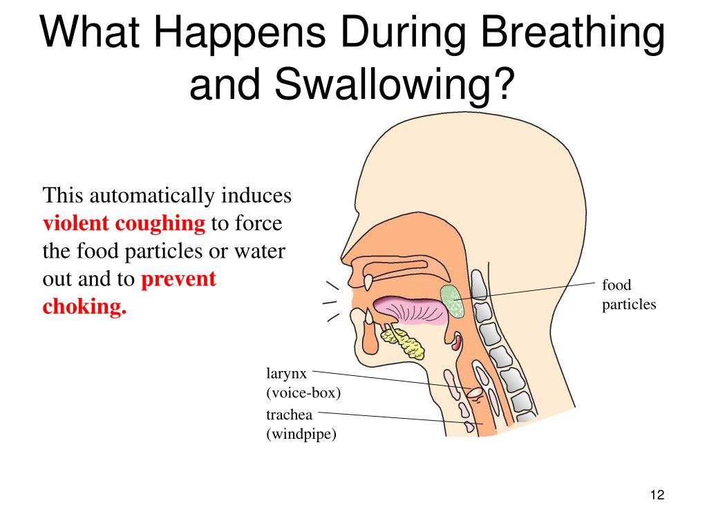 PPT Human Digestive Digestive System YouTube.flv System PowerPoint