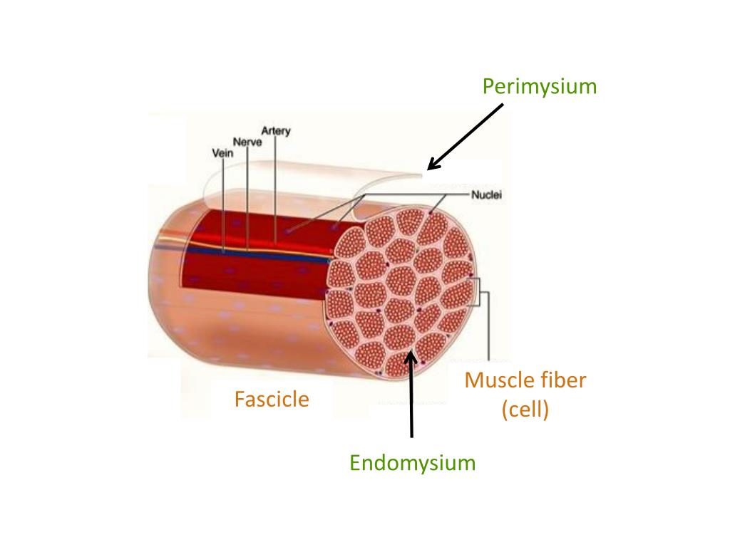 PPT Muscle Tissue PowerPoint Presentation, free download ID3835151