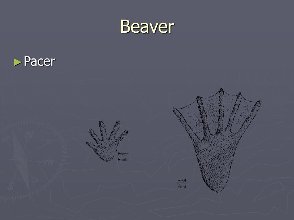 PPT Animal Tracks in the Snow. PowerPoint Presentation, free download