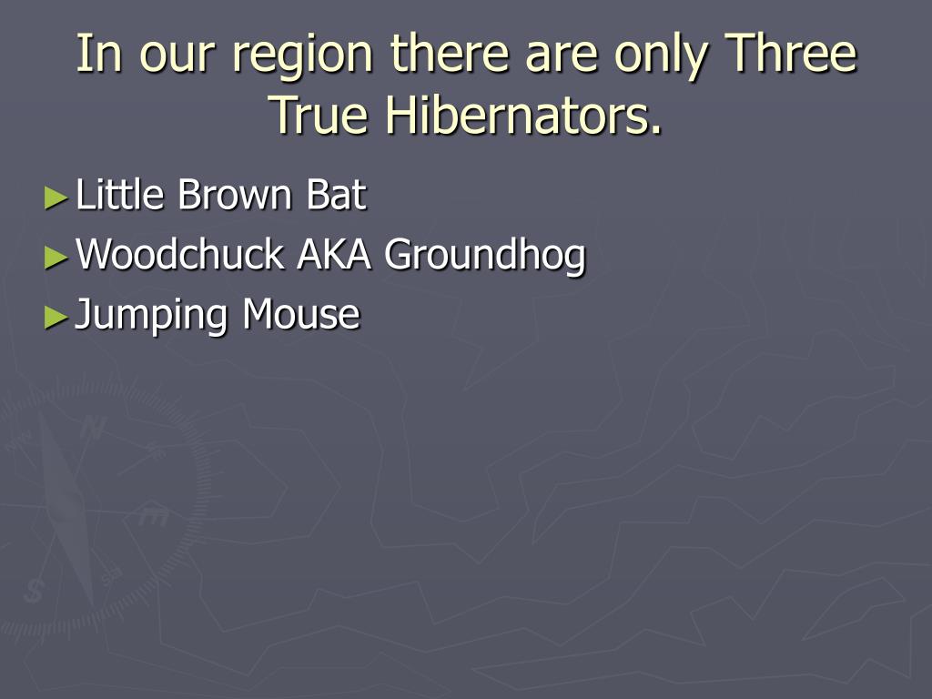 PPT Animal Tracks in the Snow. PowerPoint Presentation, free download