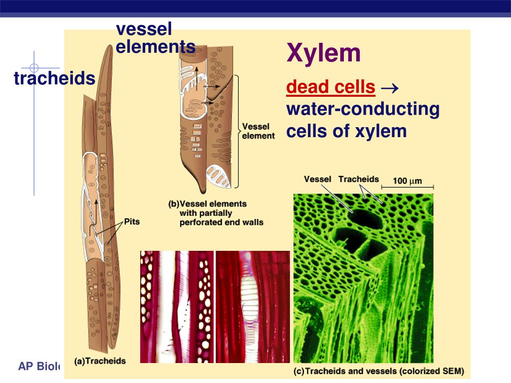 PPT Chapter 35. PowerPoint Presentation, free download ID3845154