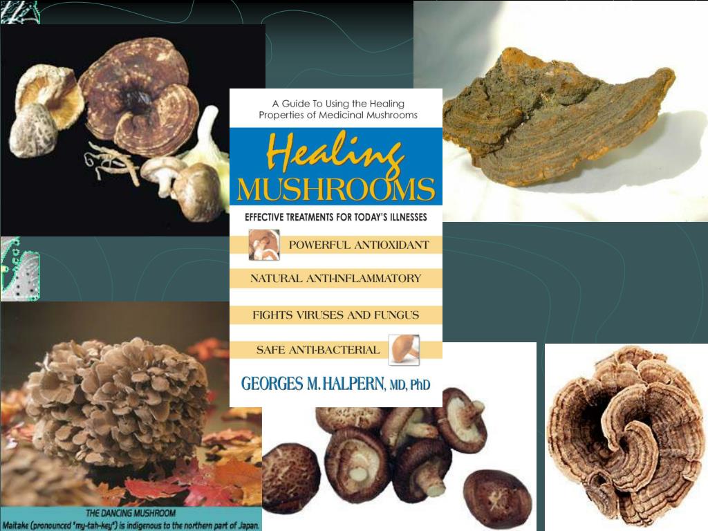 PPT Medicinal Mushrooms PowerPoint Presentation, free download ID