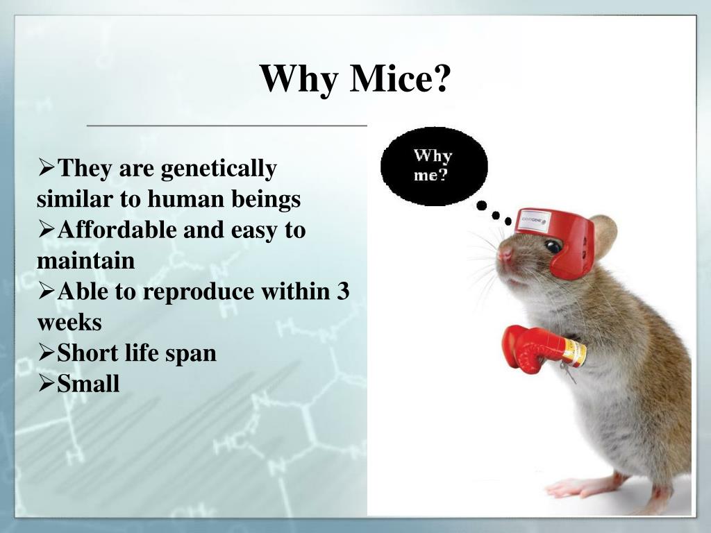 PPT Genotyping Transgenic Mice PowerPoint Presentation, free download