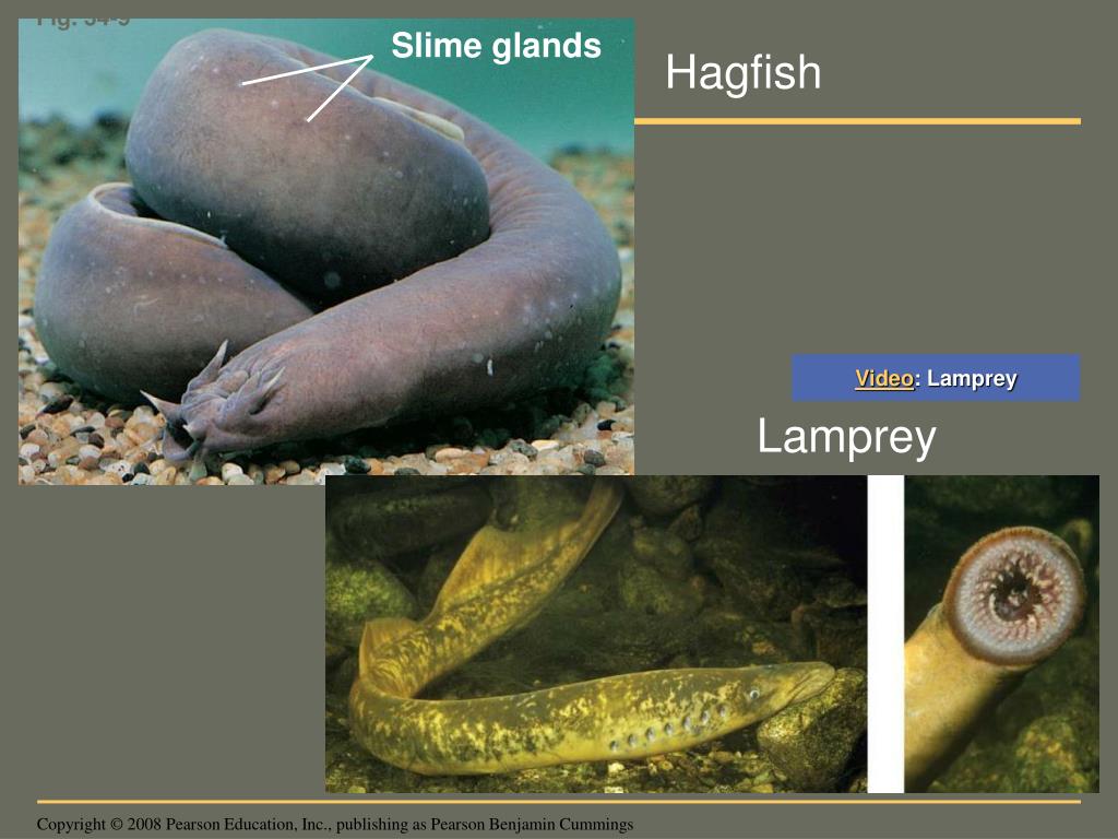 PPT Chapter 34 PowerPoint Presentation, free download ID3856293