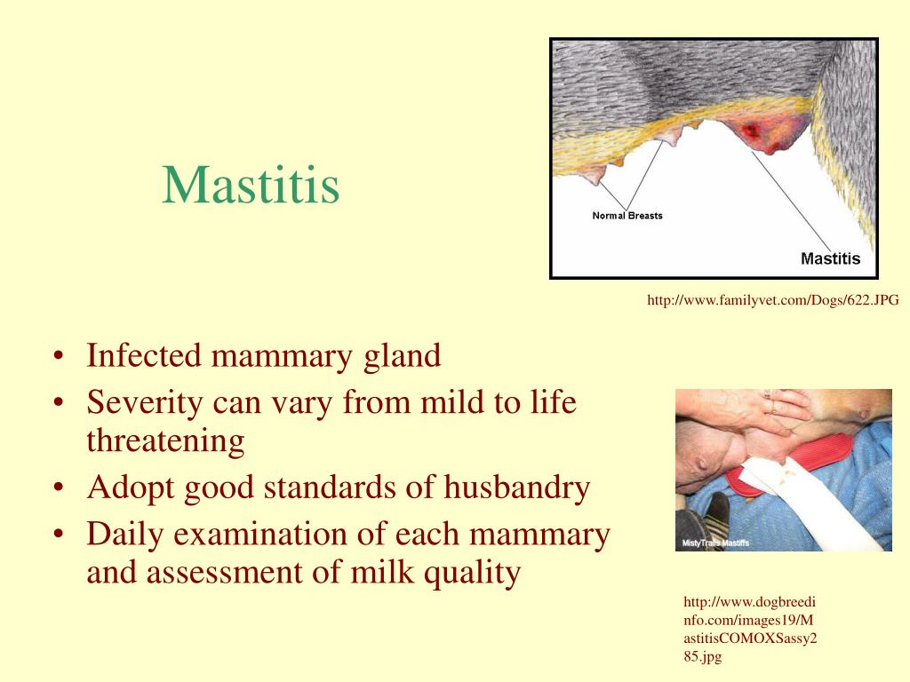 PPT Lactation PowerPoint Presentation, free download ID3859340